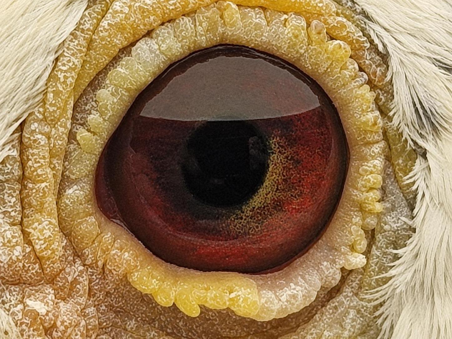 Pigeon eye
